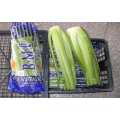 Lowest Price Export Natural Organic Chinese High Quality Fresh Green Celery